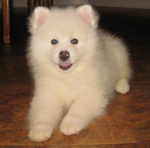 American eskimo blue store eyes